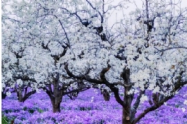 赴一場春(chūn)日之(zhī)約 邂逅梨(lí)蘭盛景